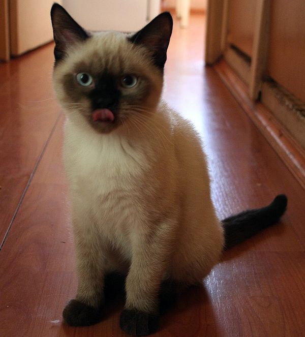 Photo Bruce Blue Pancy British shorthair, seal point,<br>neutered, age 4 month