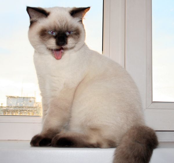 Photo Brad Blue Pancy British shorthair chocolate point,<br>neutered, age 5 month and 2 week