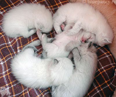 Photo Ace of Aces Blue Pancy British longhair, blue-point, age 2 weeks