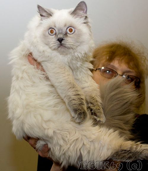 Photo Ace of Aces Blue Pancy British longhair, blue-point, age 5.5 months