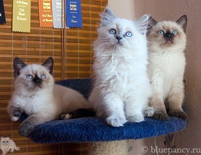 Photo Angelika Blue Pancy British shorthair, red-seal tortie point, age 2 months and 11 days, with Ace of Aces and Arthur
