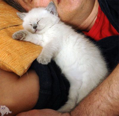 Photo Thais g. Softcat Blue point British shorthair, age 5 weeks