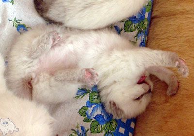 Photo Thais g. Softcat Blue point British shorthair, age 3 weeks