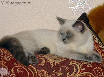 Photo Thais g. Softcat Blue point British shorthair, age 4.5 months