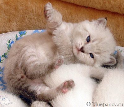 Photo Thomas g. Softcat  Seal lynx point British shorthair cat, age 3.5 weeks