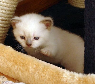Photo Tobias g. Softcat Brown point British shorthair cat, age 3.5 weeks