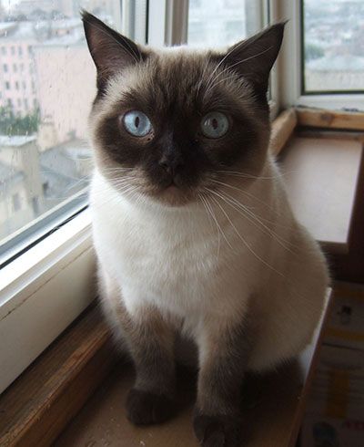 Photo Tobias g. Softcat Brown point British shorthair cat, age 1 year and 3 months