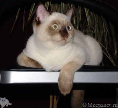 Photo Tobias g. Softcat Brown point British shorthair cat, age 5.3 months