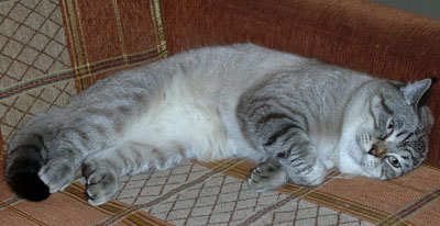 Photo Thomas g. Softcat  Seal lynx point British shorthair cat, age 11 months