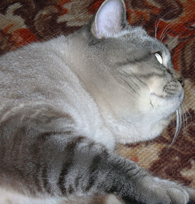 Photo Thomas g. Softcat  Seal lynx point British shorthair cat, age 1 year 3 months