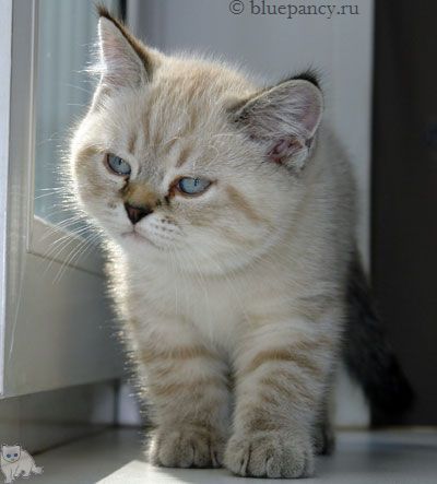 Photo Thomas g. Softcat  Seal lynx point British shorthair cat, age 2.5 months