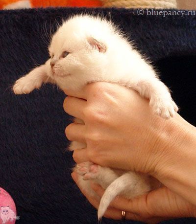 Photo Tootsie g. Softcat Lilac point British shorthair, age 2.5 weeks
