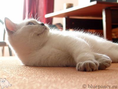 Photo Tootsie g. Softcat Lilac point British shorthair, age 4 months
