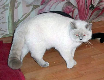 Photo Tootsie g. Softcat Lilac point British shorthair, age 9.5 months