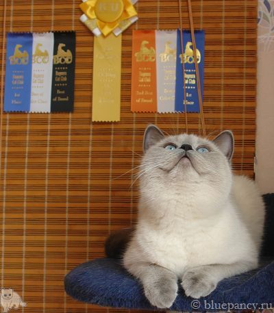  Ch. Thais g. Softcat: CACIB