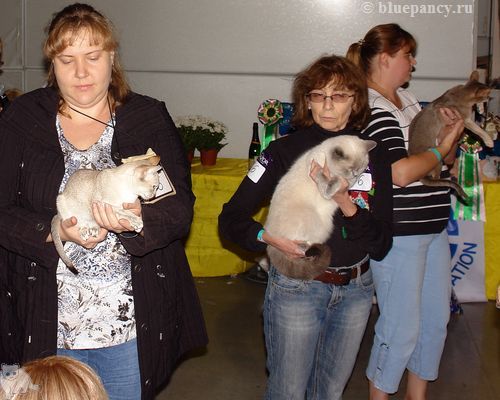  Ch. Thais g. Softcat: Best in Show